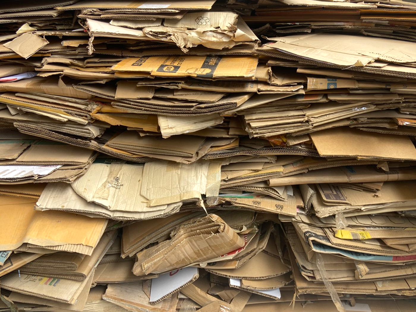 Cardboard